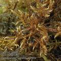 Drepanocladus_vernicosus_ac9456