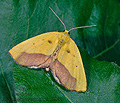Drepanogynis_cambogiaria_ad5504