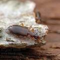 Dromius_agilis_ag5934