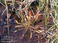 Drosera_anglica_10687