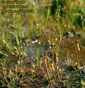 Drosera_anglica_4128