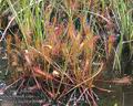 Drosera_anglica_ab9820