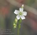 Drosera_anglica_ab9831