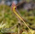 Drosera_anglica_ab9874