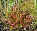 Drosera_anglica_hz6655