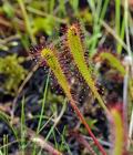 Drosera_anglica_hz6663