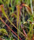 Drosera_anglica_hz6681