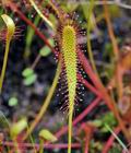 Drosera_anglica_hz6706