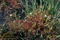 Drosera_intermedia_701