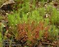 Drosera_intermedia_a3162