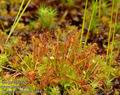 Drosera_intermedia_a484