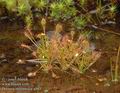 Drosera_intermedia_a485