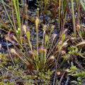 Drosera_intermedia_bd5916