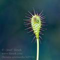 Drosera_intermedia_bd5926