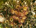 Drosera_rotundifolia_4126