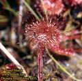 Drosera_rotundifolia_4455