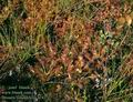 Drosera_rotundifolia_4743