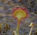 Drosera_rotundifolia_ab1590