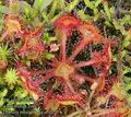 Drosera_rotundifolia_ab2010