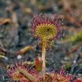 Drosera_rotundifolia_bj7314