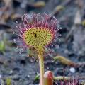 Drosera_rotundifolia_bj7331