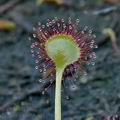 Drosera_rotundifolia_bj7333