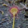 Drosera_rotundifolia_bj7339