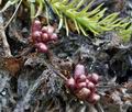 Drosera_rotundifolia_bt4157