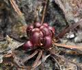 Drosera_rotundifolia_bt4163