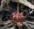 Drosera_rotundifolia_bt4169