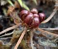 Drosera_rotundifolia_bt4174