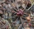 Drosera_rotundifolia_bt4183