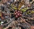 Drosera_rotundifolia_bt4187