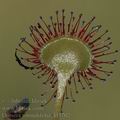 Drosera_rotundifolia_dd3702