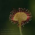 Drosera_rotundifolia_dd3704