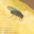 Drosophila_confusa_dd2763