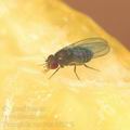 Drosophila_confusa_dd2768