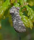 Drymonia_dodonaea_ch1425s