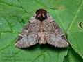 Drymonia_obliterata_ck7760s