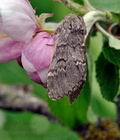 Drymonia_ruficornis_hz1579