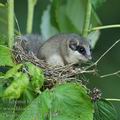 Dryomys_nitedula_ff1583