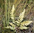 Dryopteris_cristata_4476