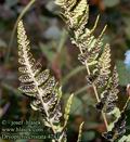 Dryopteris_cristata_4741