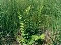 Dryopteris_cristata_6557