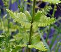 Dryopteris_cristata_bj6798