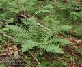 Dryopteris_filix-mas_a2960