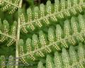 Dryopteris_filix-mas_a2970