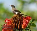 Dulus_dominicus_md0464