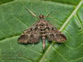 Dupenchelia_fovealis_jm1526s
