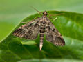 Dupenchelia_fovealis_jm1561s